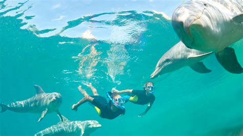 浙江哪個海邊能游泳 與海豚共舞的奇幻之旅